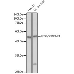 PEDF/SERPINF1 Rabbit pAb