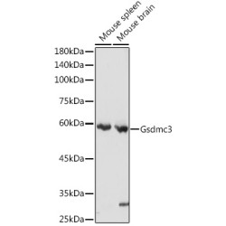 Gsdmc3 Rabbit pAb