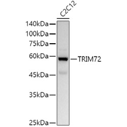 TRIM72 Rabbit pAb