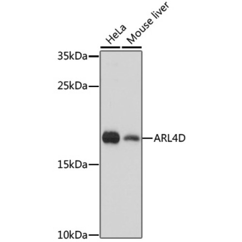 ARL4D Rabbit pAb