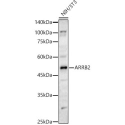 ARRB2 Rabbit pAb