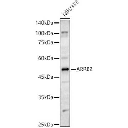 ARRB2 Rabbit pAb