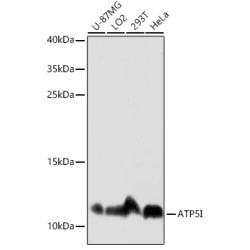 ATP5I Rabbit pAb