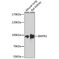 BMPR2 Rabbit pAb