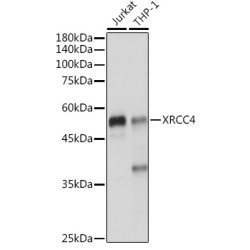 XRCC4 Rabbit pAb