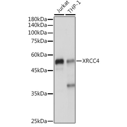 XRCC4 Rabbit pAb