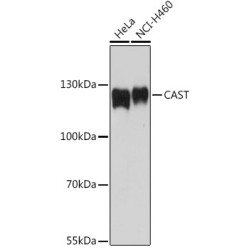 CAST Rabbit pAb