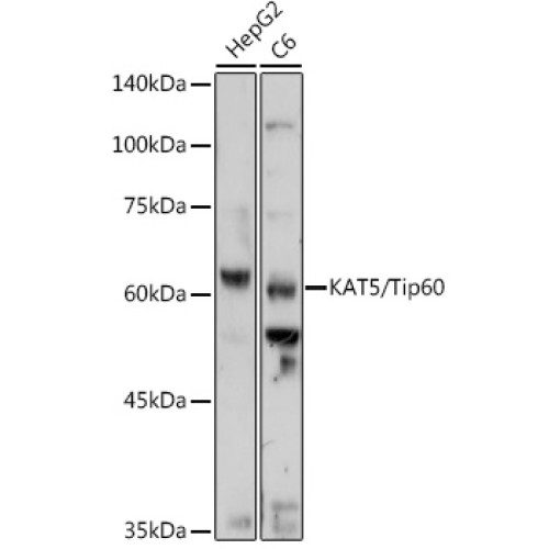 KAT5/Tip60 Rabbit pAb