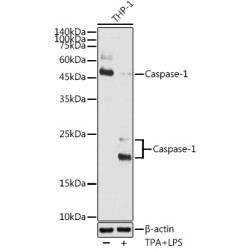 Caspase-1 Rabbit pAb