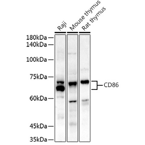 CD86 Rabbit pAb