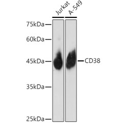 CD38 Rabbit pAb