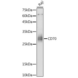 CD70 Rabbit pAb