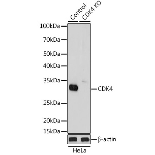 [KO Validated] CDK4 Rabbit pAb
