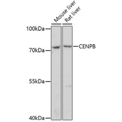 CENPB Rabbit pAb