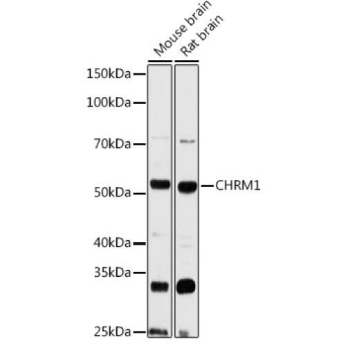 CHRM1 Rabbit pAb