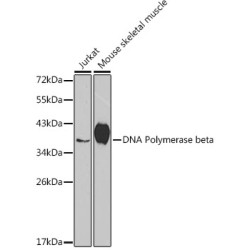 [KO Validated] DNA Polymerase beta Rabbit pAb