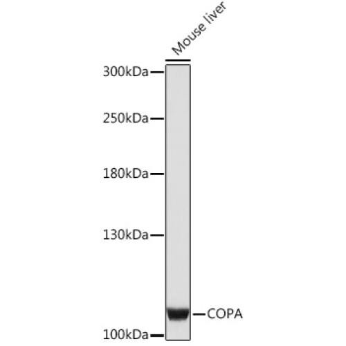 COPA Rabbit pAb