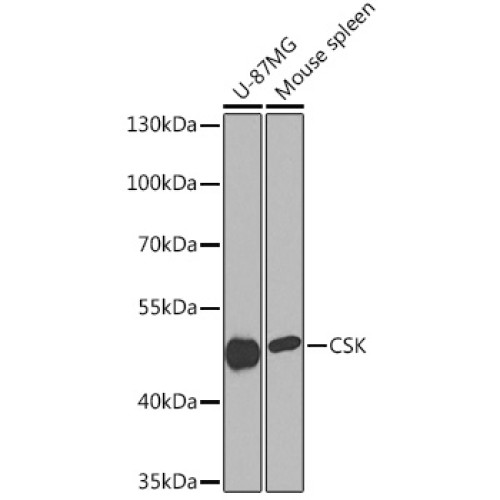 CSK Rabbit pAb
