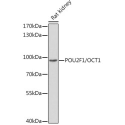 POU2F1/OCT1 Rabbit pAb