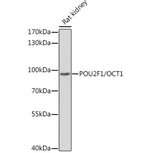 POU2F1/OCT1 Rabbit pAb