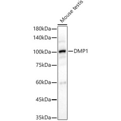 DMP1 Rabbit pAb