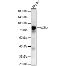 ACSL4 Rabbit pAb
