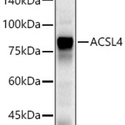 ACSL4 Rabbit pAb