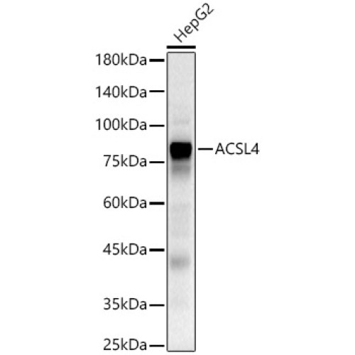 ACSL4 Rabbit pAb