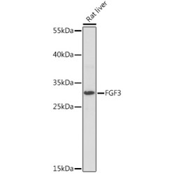 FGF3 Rabbit pAb