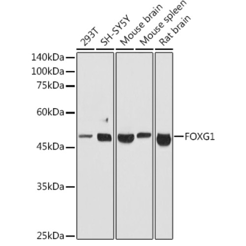 FOXG1 Rabbit pAb