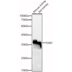 FOXI1 Rabbit pAb