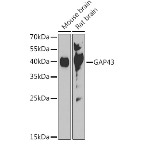 GAP43 Rabbit pAb