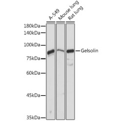 Gelsolin Rabbit pAb