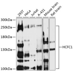HCFC1 Rabbit pAb