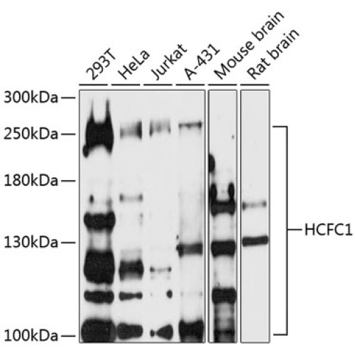 HCFC1 Rabbit pAb