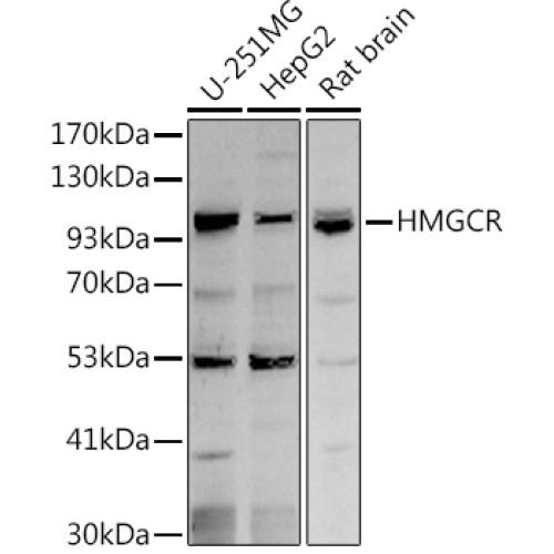 HMGCR Rabbit pAb