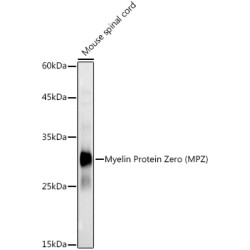 Myelin Protein Zero (MPZ) Rabbit pAb