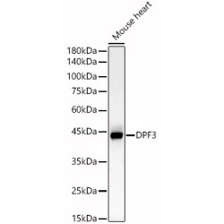 DPF3 Rabbit pAb