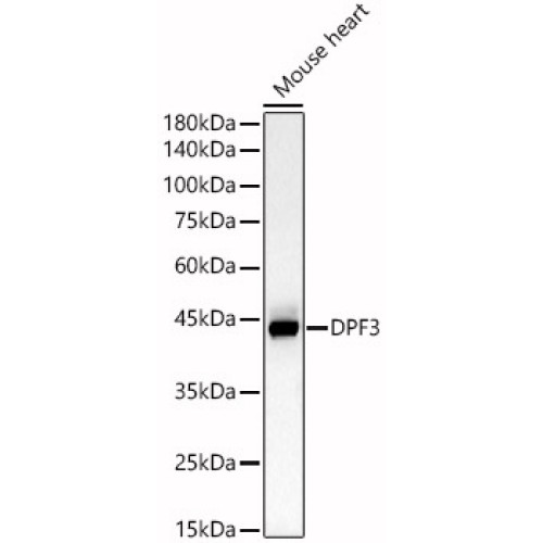 DPF3 Rabbit pAb