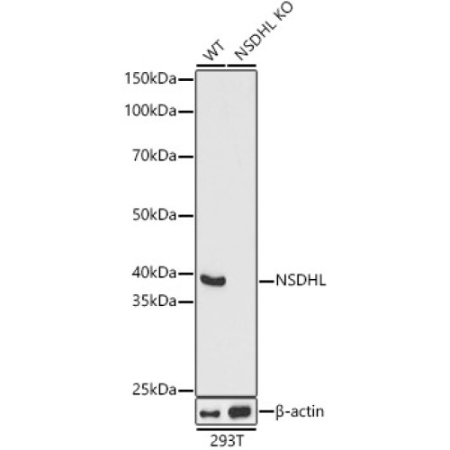 [KO Validated] NSDHL Rabbit pAb
