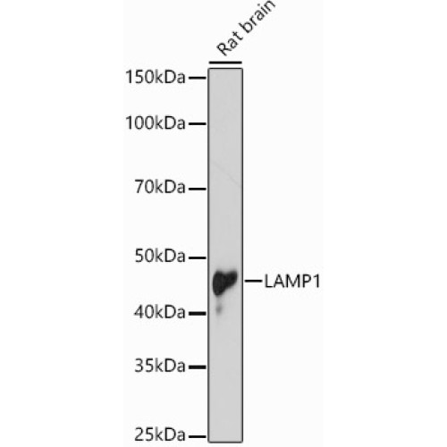 [KD Validated] LAMP1 Rabbit pAb