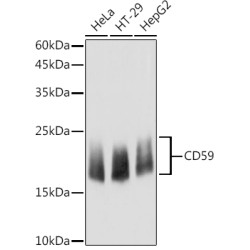 CD59 Rabbit pAb