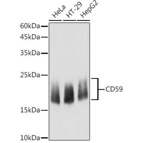 CD59 Rabbit pAb
