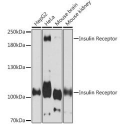 Insulin Receptor Rabbit pAb