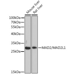 MAD2/MAD2L1 Rabbit pAb