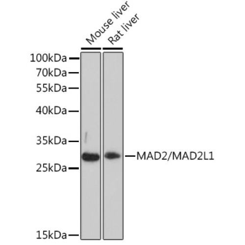 MAD2/MAD2L1 Rabbit pAb