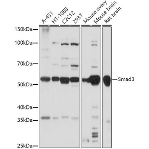 Smad3 Rabbit pAb