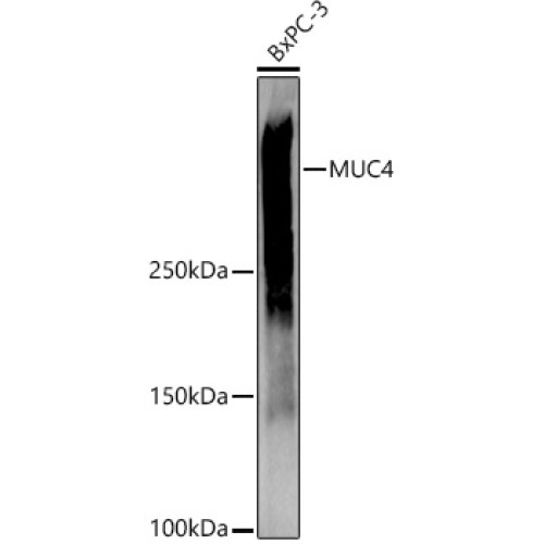MUC4 Rabbit pAb