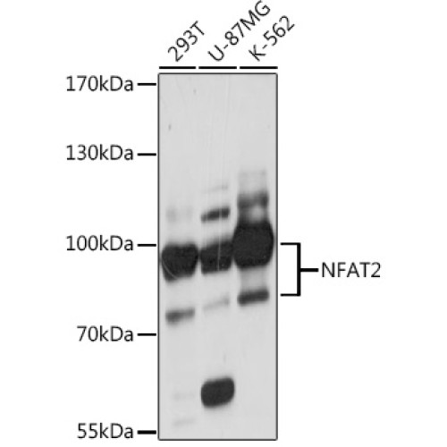 NFAT2 Rabbit pAb