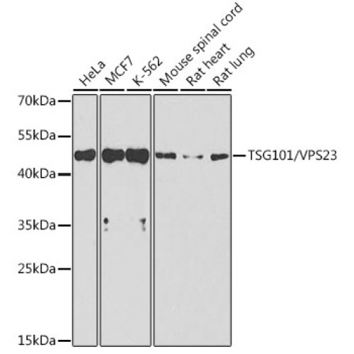 TSG101/VPS23 Rabbit pAb